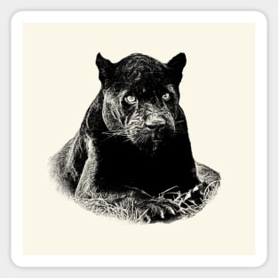 Black jaguar Sticker